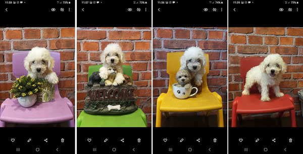 Jual Anak Anjing Poodle Putih