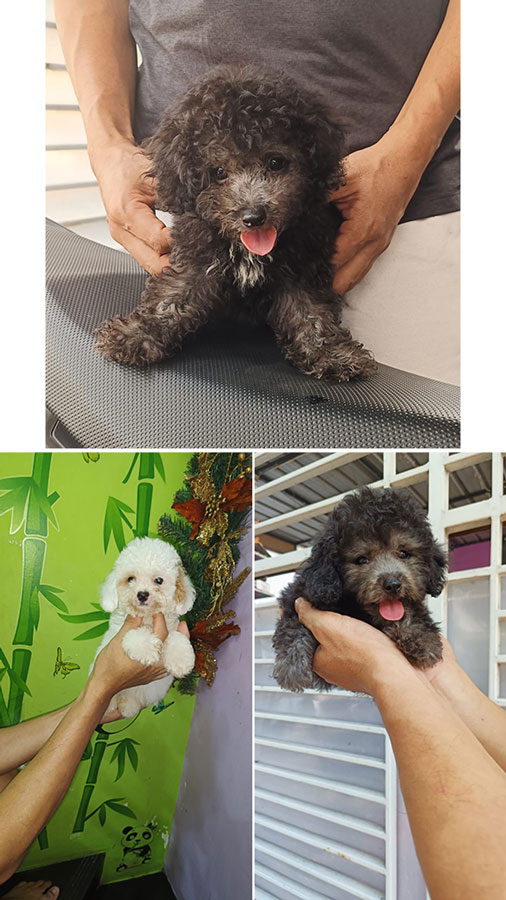 Light Silver & White Missmark Poodle