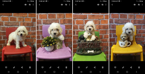 Jual Poodle Red & White Super Murah