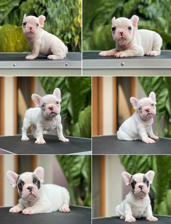 For Sale Puppies White French Bulldog Flip Flop