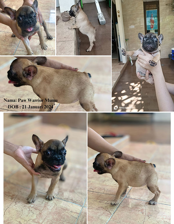 For Sale Female French Bulldog