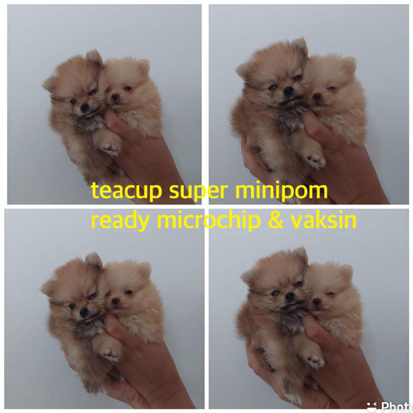 Harga Miring Mini Pom Teacup Bloodline Taiwan