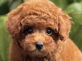 For Sale Puppies Tiny Female Fawn Toy Poodle