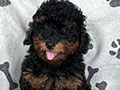 Super Awesome Phantom Poodle Black & Tan