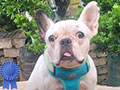 Jual Murah Sepasang French Bulldog