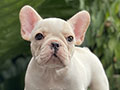For Sale Puppies Male Female White French Bulldog