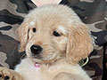 Dijual 8 Ekor Puppies Golden Retriever