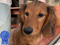 For Sale 2 Longhaired Dachshund Male Puppies