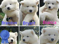 Dijual Anakan Samoyed