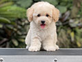 For Sale Puppies Tiny Female Fawn Apricot Toy Poodle