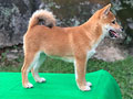 High Quality Shiba Inu
