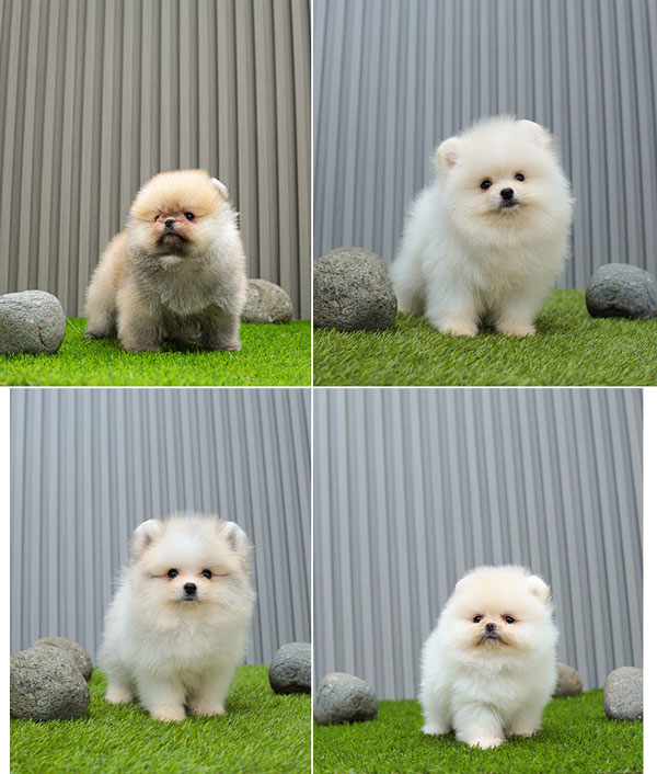 Jual 4 Ekor Anakan Pomeranian Jantan High Quality