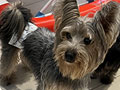 Jual Yorkshire Terrier Jantan
