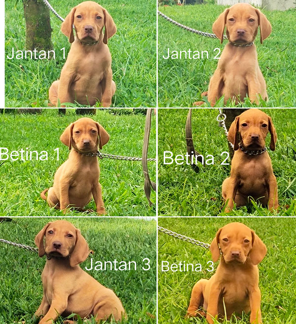 Super Exclusive Hungarian Vizsla Puppy