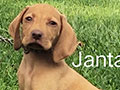 Super Exclusive Hungarian Vizsla Puppy