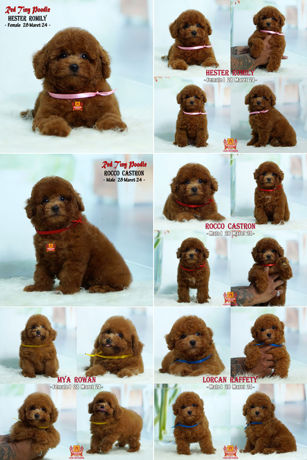 Jual 4 Baby Super Red Toy Poodle Super Cute