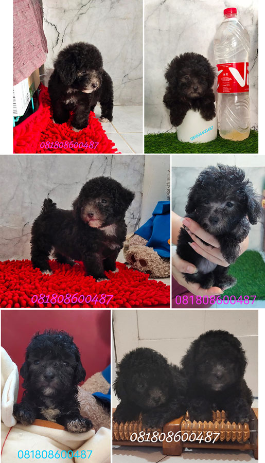 Light Silver Tiny Toy Poodle Murah Good Quality