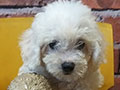 Jual Poodle