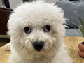 Jual Bichon Frise Jantan Puppy