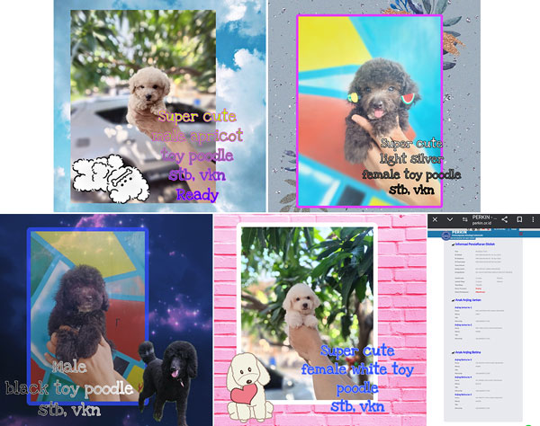 Jual Poodle Puppies