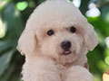Jual Poodle Puppies