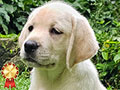 For Sale Yellow Female Labrador Puppy