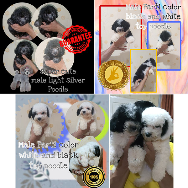 Super Cute Poodle Puppies Silver & Party