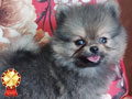 Jual 2 Ekor Anakan Pom Jantan Warna Brown