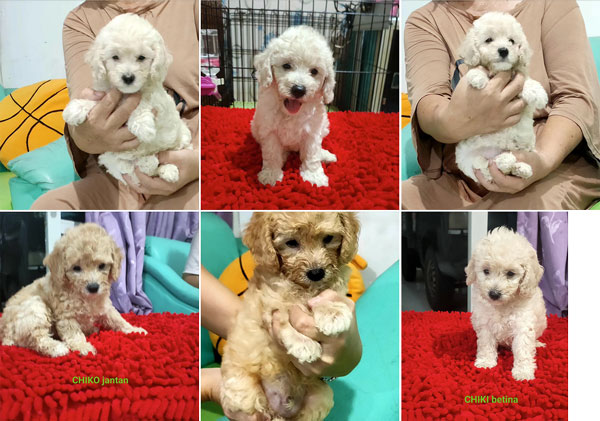 Sale Poodle Puppies
