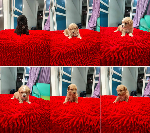 Sale Toy Poodle Puppies