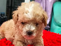 Sale Toy Poodle Puppies