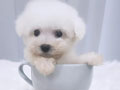 Puppy Bichon Frise Murah Cucu champion