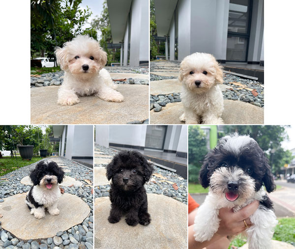 Parti Poodle Silver Bloodline