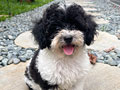 Parti Poodle Silver Bloodline