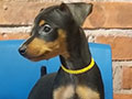 Jual Miniature Pinscher