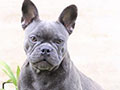 Jual French Bulldog Exotic Blue Colour