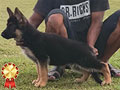 Jual Anakan Herder Betina Berkualitas