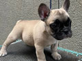 French Bulldog Puppy Fawn