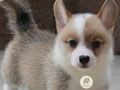Dijual 2 Ekor Welsh Corgi Jantan