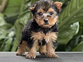 For Sale Mini Female Yorkshire Terrier Puppies