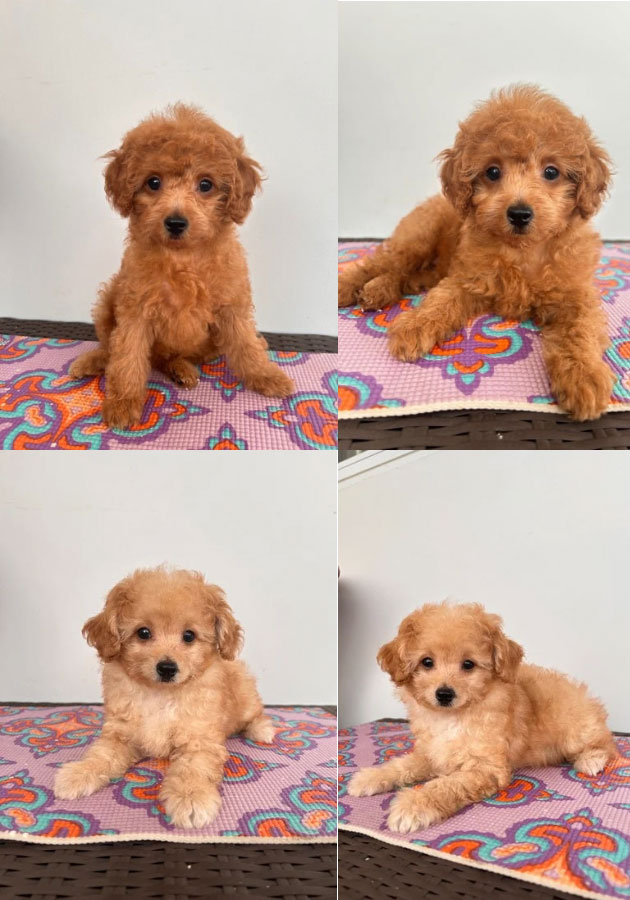 Dijual 2 Anjing Poodle Betina