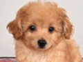 Dijual 2 Anjing Poodle Betina