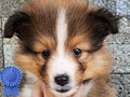 For Sale Beautiful Sheltie