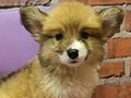 Jual Corgi Super Mini