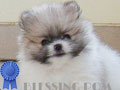 Dijual Anakan Pomeranian Betina Kualitas Bagus