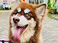 Dijual Alaskan Malamute Betina Red