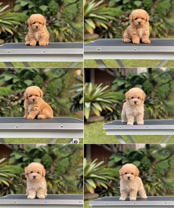 For Sale Puppies Tiny Female Fawn Apricot Toy Poodle