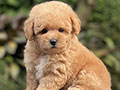 For Sale Puppies Tiny Female Fawn Apricot Toy Poodle