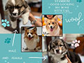 Jual Anakan Pembroke Welsh Corgi With Tail