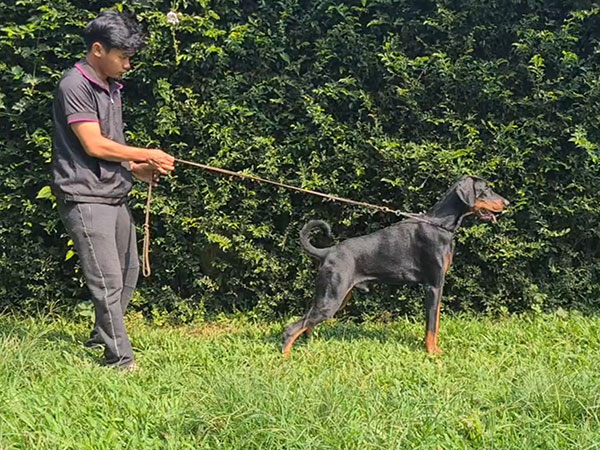 Jual Dobermann Import Ukraina